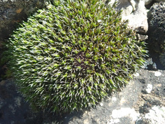 Grimmia laevigata