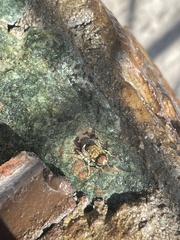 Palpada mexicana