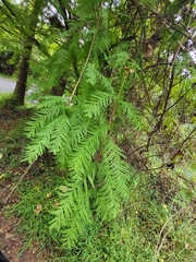 Taxodium distichum