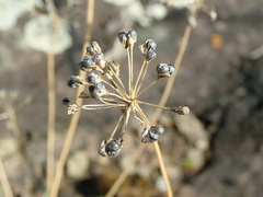 Allium flavescens