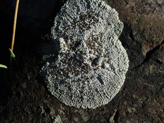 Physcia caesia