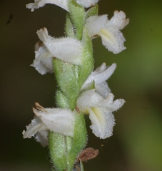 Spiranthes odorata