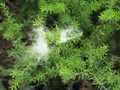 Leptecophylla juniperina