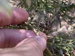 Rhopalomyia californica