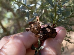 Rhopalomyia californica
