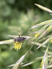 Closterotomus fulvomaculatus