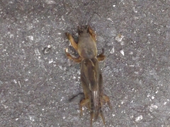 Gryllotalpa orientalis