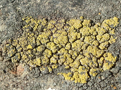 Candelariella efflorescens