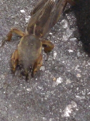 Gryllotalpa orientalis
