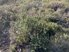 Leucospermum truncatulum