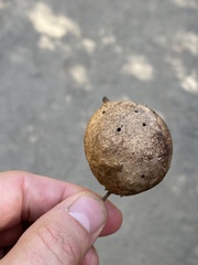 Amphibolips quercuspomiformis