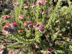 Leucospermum truncatulum