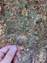 Amphibolips quercuspomiformis