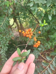 Pyracantha angustifolia