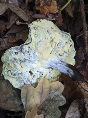 Hypomyces chrysospermus