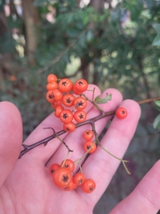 Pyracantha angustifolia