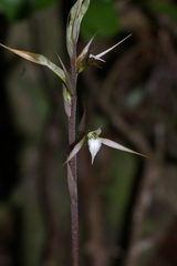 Eltroplectris calcarata