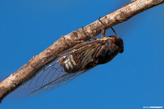 Diceroprocta digueti