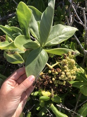 Heliotropium arboreum