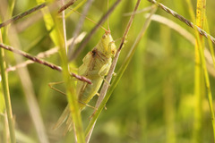 Conocephalus longipes