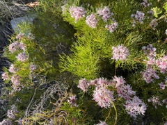 Serruria rubricaulis