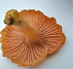 Craterellus ignicolor