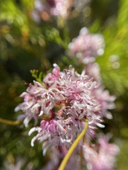 Serruria rubricaulis