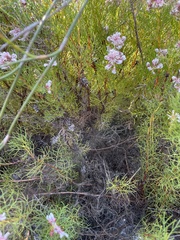 Serruria rubricaulis