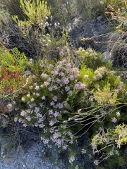 Serruria rubricaulis