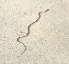 Coluber constrictor mormon