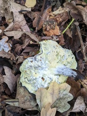 Hypomyces chrysospermus