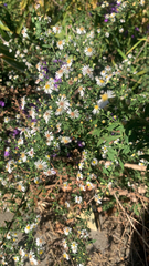 Symphyotrichum