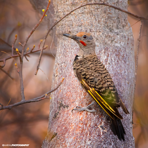 gilded flicker (Colaptes chrysoides)