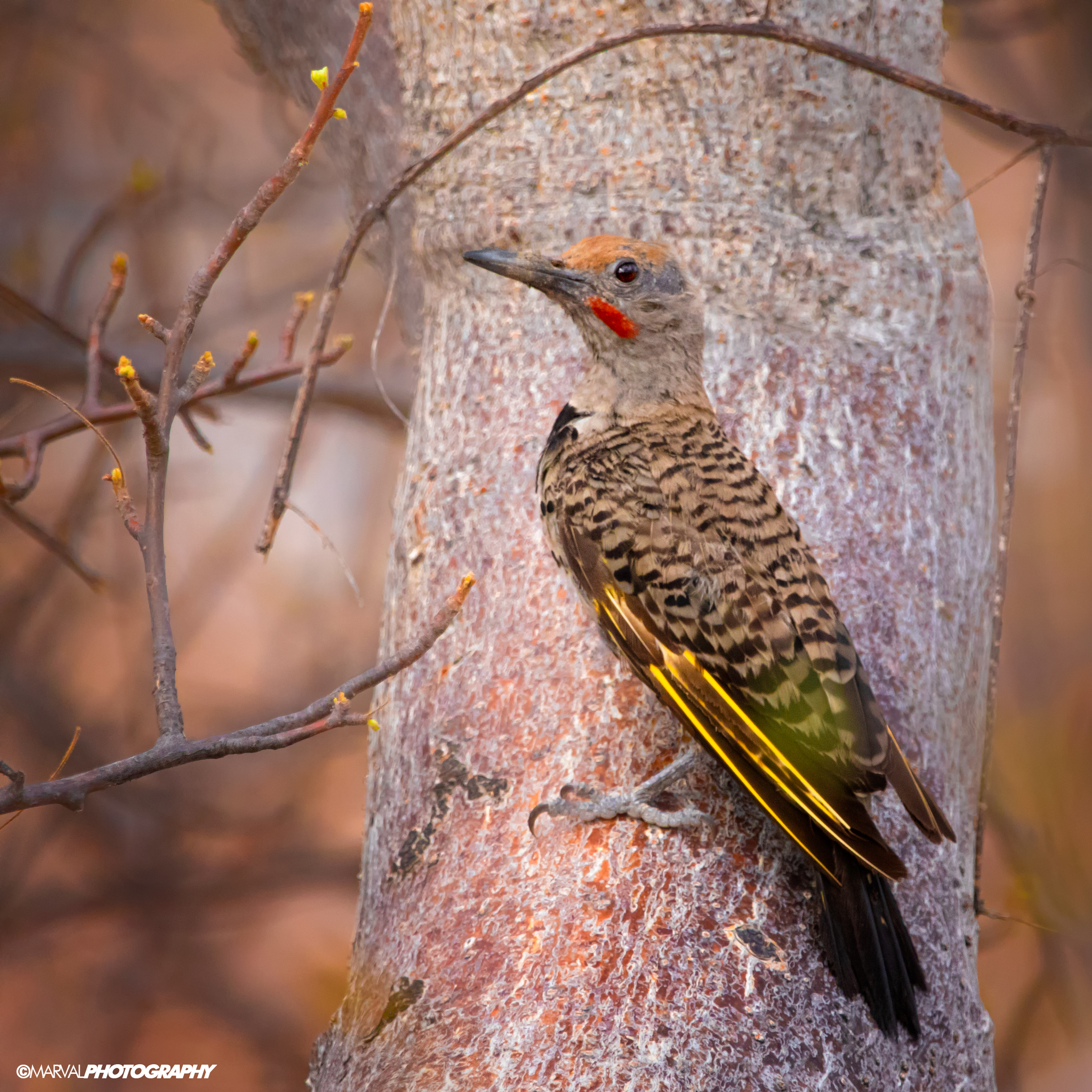 Gilded Flicker (Colaptes chrysoides)