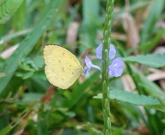 Eurema floricola