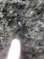 Eumalacostraca