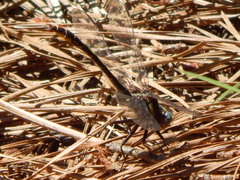 Phanogomphus