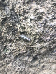 Eumalacostraca