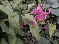 Antigonon leptopus