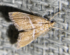 Abegesta remellalis