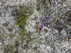 Amphithalea biovulata