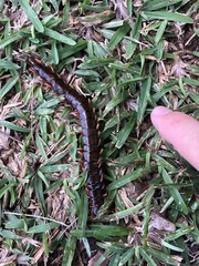Scolopendra subspinipes