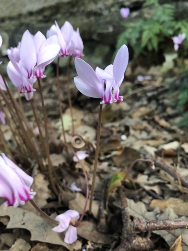 Ivy-leaved cyclamen
