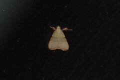 Basacallis tarachodes