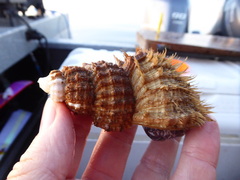 Fusitriton oregonensis