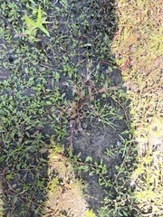 Lindernia anagallidea