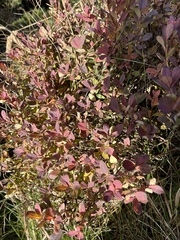 Vaccinium uliginosum