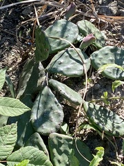 Opuntia humifusa