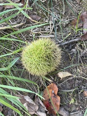 Castanea mollissima