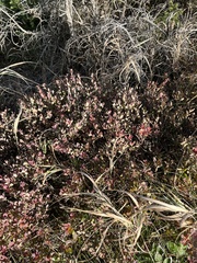 Vaccinium uliginosum